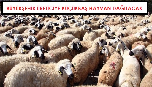 Büyük Şehir Üreticiye Küçükbaş Hayvan Dağıtacak