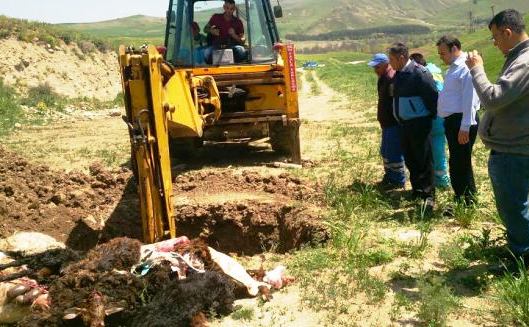 Zabıtadan Kaçak Et Operasyonu